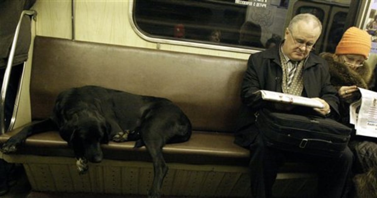 Moscow sales subway dogs